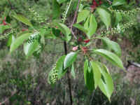 Wild Black Cherry (Prunus serotina) - 12