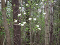 Flowering Dogwood (Cornus florida) - 01