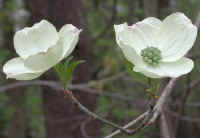 Flowering Dogwood (Cornus florida) - 03