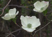 Flowering Dogwood (Cornus florida) - 04