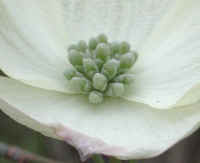 Flowering Dogwood (Cornus florida) - 05