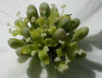 Flowering Dogwood (Cornus florida) - 15