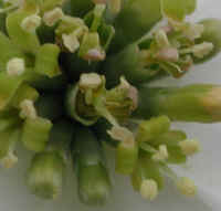 Flowering Dogwood (Cornus florida) - 16a