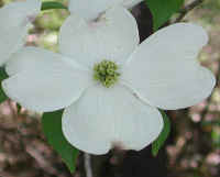 Flowering Dogwood (Cornus florida) - 20a