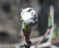 Flowering Dogwood (Cornus florida) - 27