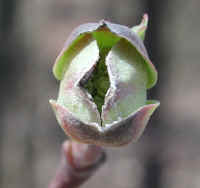 Flowering Dogwood (Cornus florida) - 28