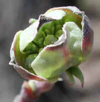 Flowering Dogwood (Cornus florida) - 29
