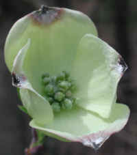 Flowering Dogwood (Cornus florida) - 31