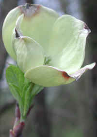 Flowering Dogwood (Cornus florida) - 33