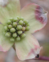 Flowering Dogwood (Cornus florida) - 37b