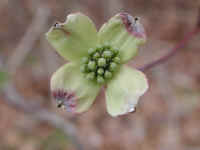 Flowering Dogwood (Cornus florida) - 39