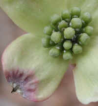 Flowering Dogwood (Cornus florida) - 39a