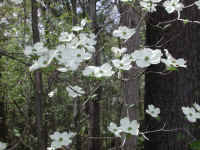 Flowering Dogwood (Cornus florida) - 44
