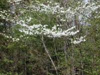 Flowering Dogwood (Cornus florida) - 47