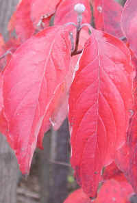 Flowering Dogwood (Cornus florida) - 49a
