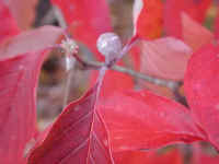 Flowering Dogwood (Cornus florida) - 50