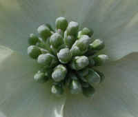 Flowering Dogwood (Cornus florida) - 54a