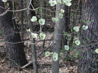 Flowering Dogwood (Cornus florida) - 55