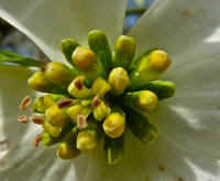 Flowering Dogwood (Cornus florida) - 60