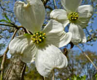 Flowering Dogwood (Cornus florida) - 61