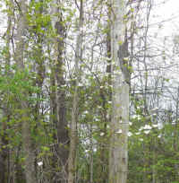 Flowering Dogwood (Cornus florida) - 64