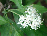 Gray Dogwood (Cornus racemosa Lam.) - 06a