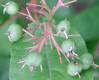 Gray Dogwood (Cornus racemosa Lam.) - 13a