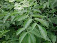 Elderberry, American, Black, or Common (Sambucus canadensis L.) - 07