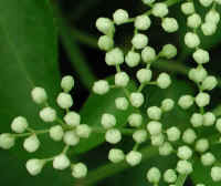 Elderberry, American, Black, or Common (Sambucus canadensis L.) - 08a