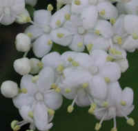 Elderberry, American, Black, or Common (Sambucus canadensis L.) - 14a