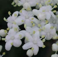 Elderberry, American, Black, or Common (Sambucus canadensis L.) - 14b