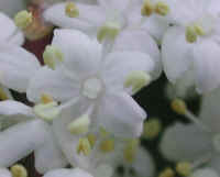 Elderberry, American, Black, or Common (Sambucus canadensis L.) - 18b