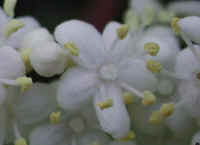 Elderberry, American, Black, or Common (Sambucus canadensis L.) - 19a