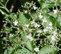 Elderberry, American, Black, or Common (Sambucus canadensis L.) - 22a
