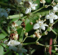 Elderberry, American, Black, or Common (Sambucus canadensis L.) - 23b
