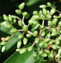 Elderberry, American, Black, or Common (Sambucus canadensis L.) - 26a