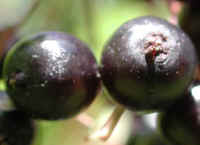 Elderberry, American, Black, or Common (Sambucus canadensis L.) - 28a