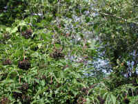 Elderberry, American, Black, or Common (Sambucus canadensis L.) - 29