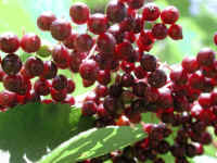 Elderberry, American, Black, or Common (Sambucus canadensis L.) - 32