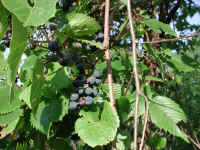 Wild Grapes (Vitis spp) - 02