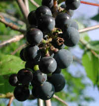 Grape, Wild (Vitis spp)