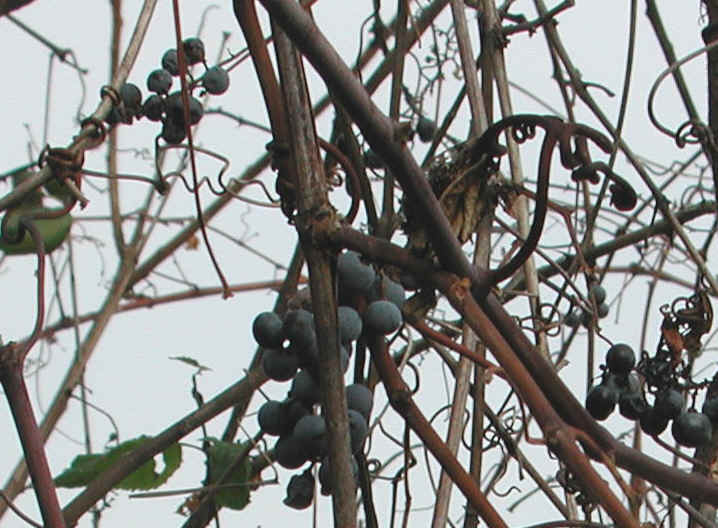 Grapes, Wild (Vitis spp) - 09
