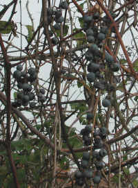 Wild Grapes (Vitis spp) - 09a