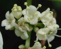 Hobblebush (Viburnum lantanoides or Viburnum alnifilium) - 03a