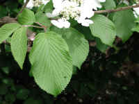 Hobblebush (Viburnum lantanoides or Viburnum alnifilium) - 04