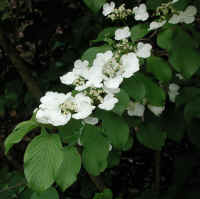 Hobblebush (Viburnum lantanoides or Viburnum alnifilium) - 05