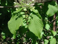 Hobblebush (Viburnum lantanoides or Viburnum alnifilium) - 06