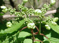 Hobblebush (Viburnum lantanoides or Viburnum alnifilium) - 06a