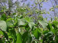 Hobblebush (Viburnum lantanoides or Viburnum alnifilium) - 10