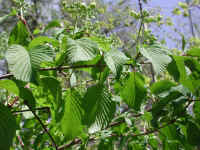 Hobblebush (Viburnum lantanoides or Viburnum alnifilium) - 11